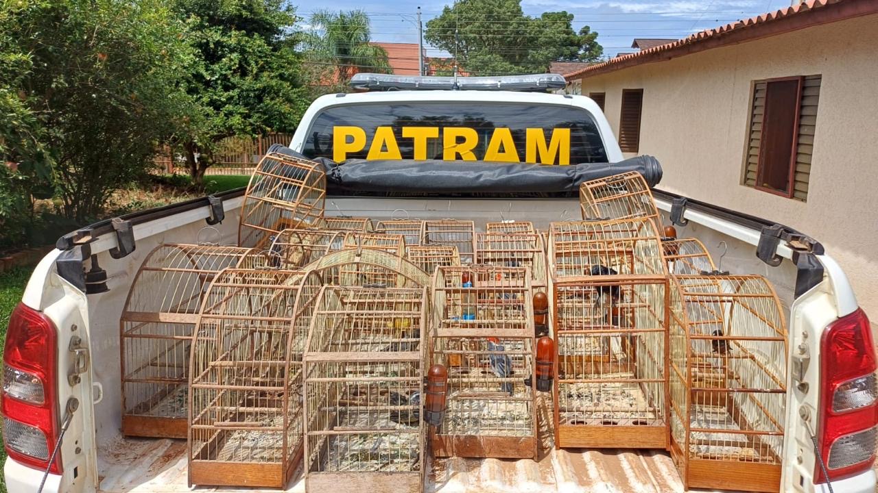 Batalhão Ambiental resgata pássaros silvestres mantidos em cativeiro em Marau. Na manhã desta quinta-feira.