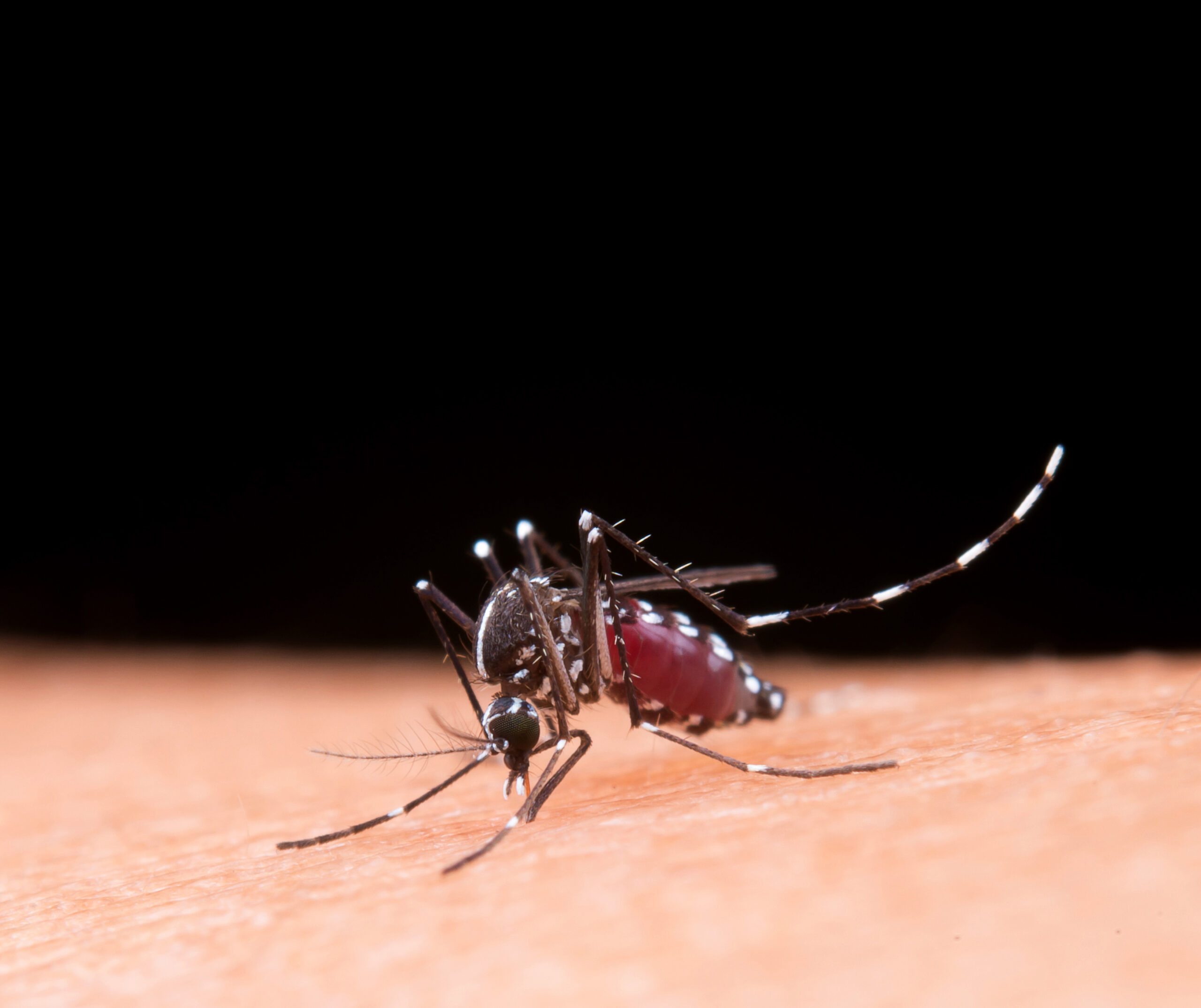 O Brasil já registrou 94 mortes por dengue, segundo o ministério da Saúde. Outras 381 mortes em investigação.