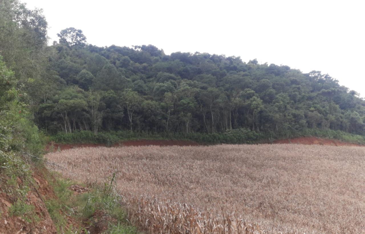 3ºBABM flagra destruição de vegetação em Casca. O 3º Batalhão Ambiental da Brigada Militar flagra 65.500 m² de destruição de vegetação nativa