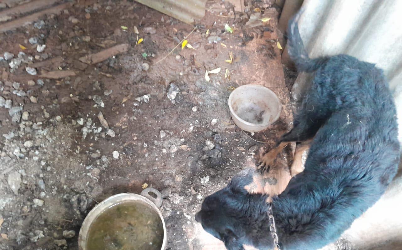 Brigada Militar resgata cão vítima de maus-tratos em Sananduva. A Brigada Militar, através da 2ª Companhia Independente Ambiental