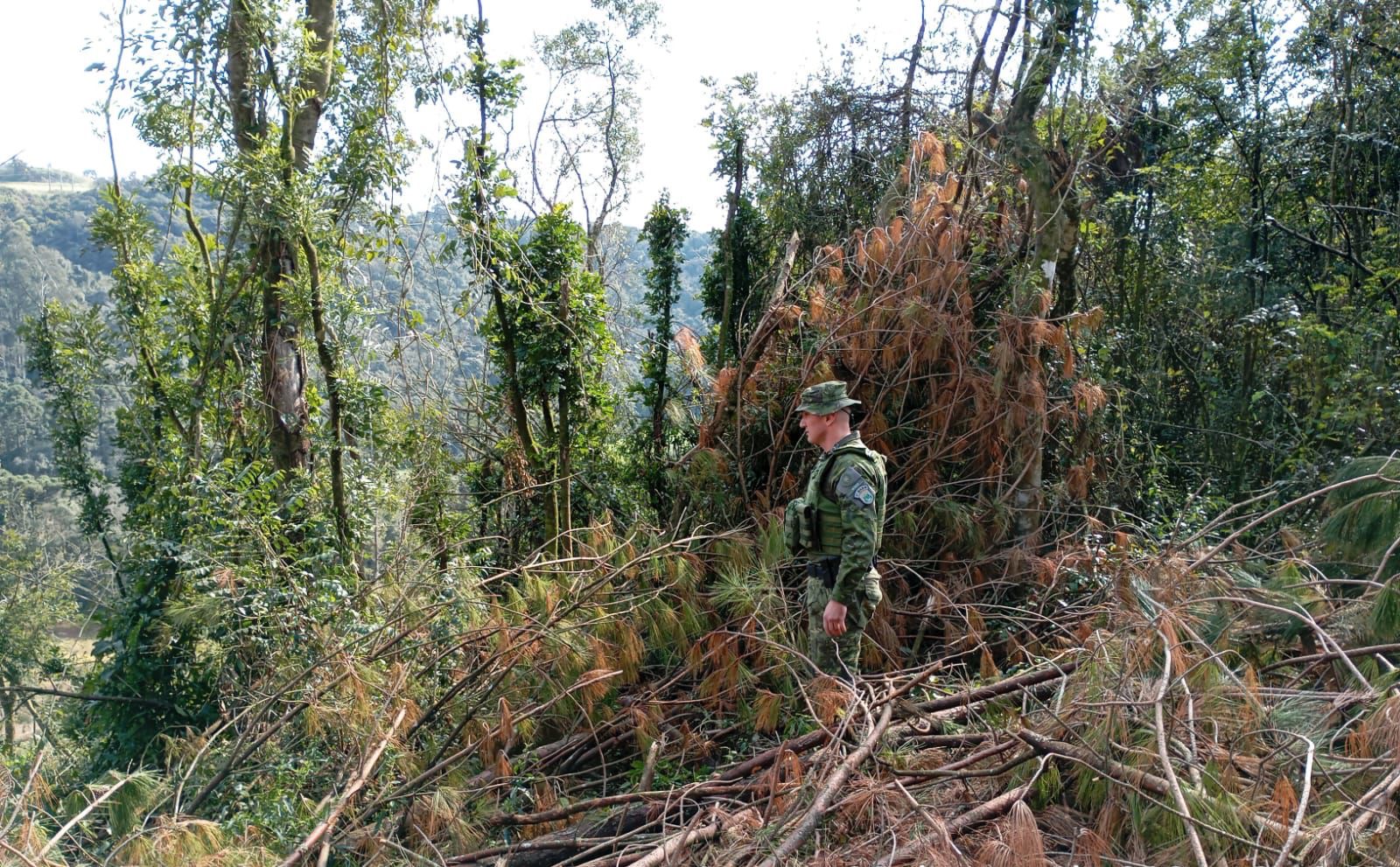 A Brigada Militar, por meio do 3º Batalhão Ambiental, identificou nesta quarta (28), crimes contra a flora nos municípios de Casca e Coxilha.