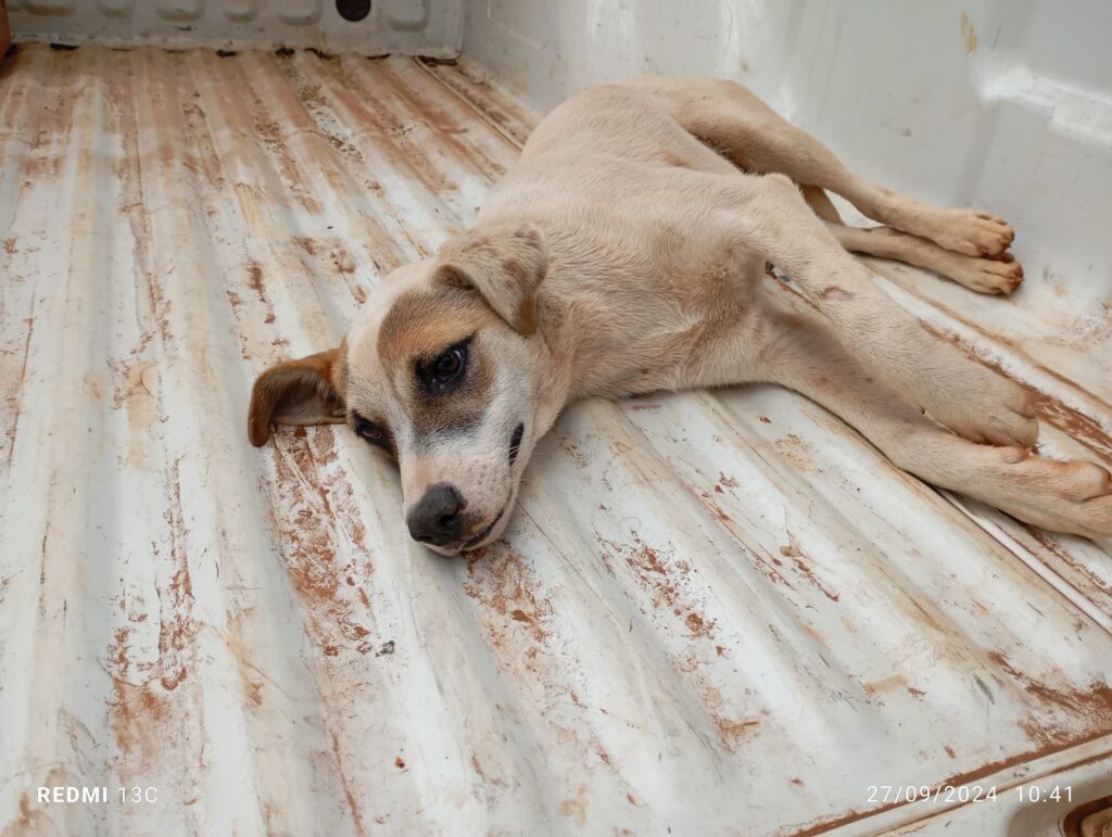 Um cachorrinho foi resgatado, nesta sexta-feira(27), no bairro Zachia, em Passo Fundo, pelos policiais militares do 3º BABM