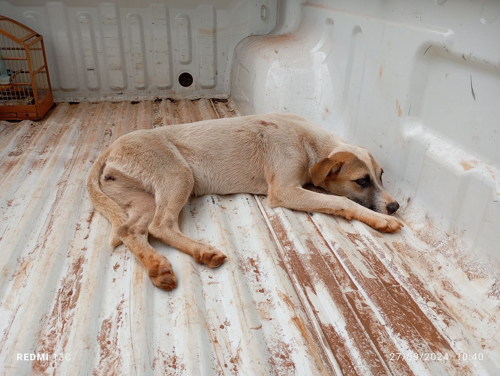 Um cachorrinho foi resgatado, nesta sexta-feira(27), no bairro Zachia, em Passo Fundo, pelos policiais militares do 3º BABM