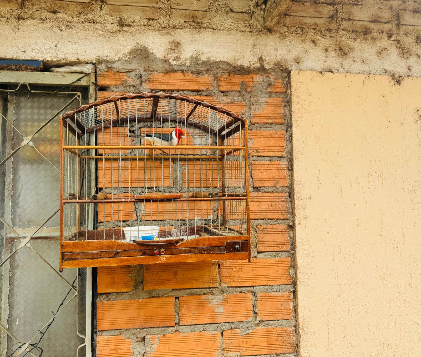 Homem é detido, pela Brigada Militar, por manter pássaros silvestres em cativeiro em Passo Fundo, no bairro Santa Marta