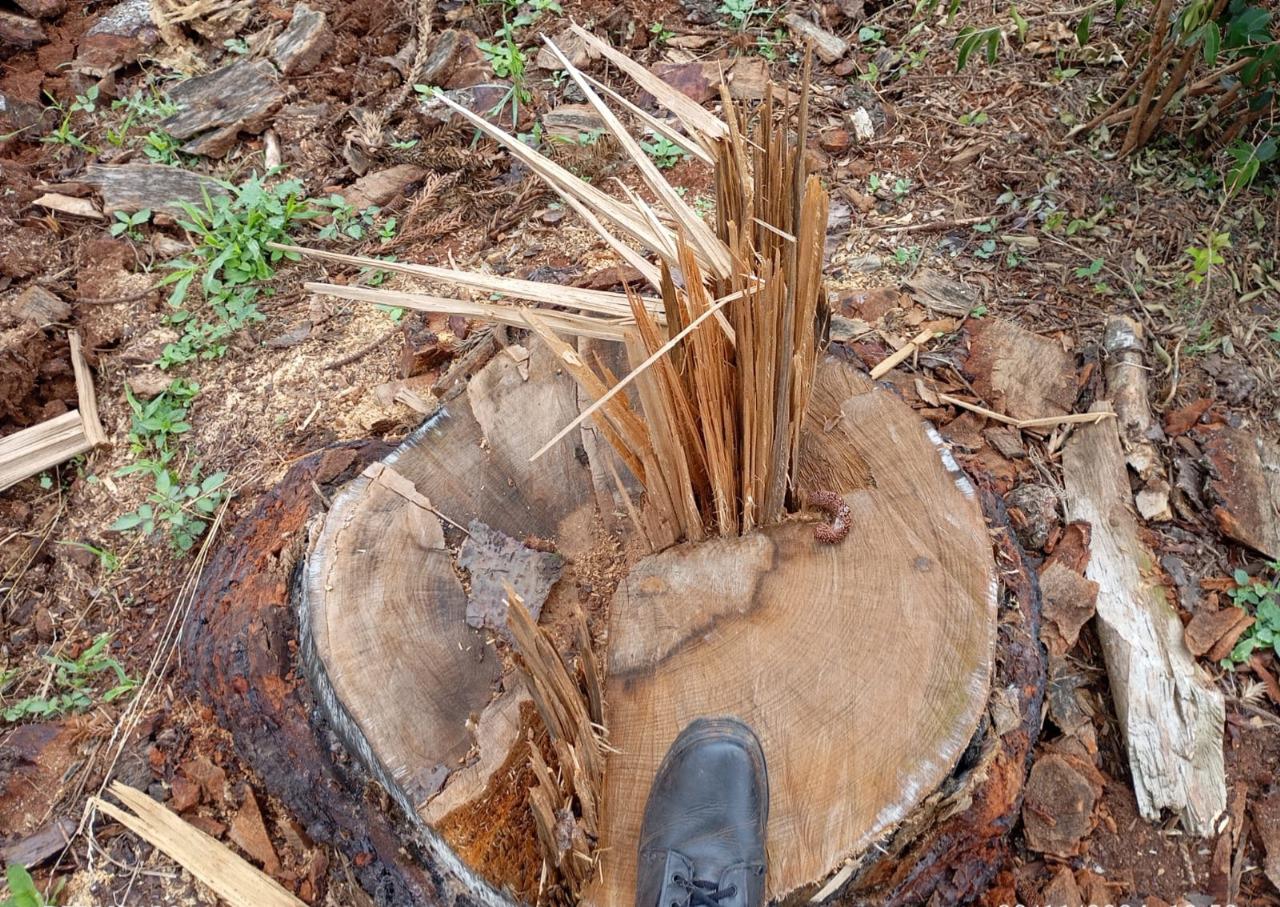 Brigada Militar, através do 3ºBABM flagra destruição de vegetação e apreende madeira ilegal no interior Passo Fundo