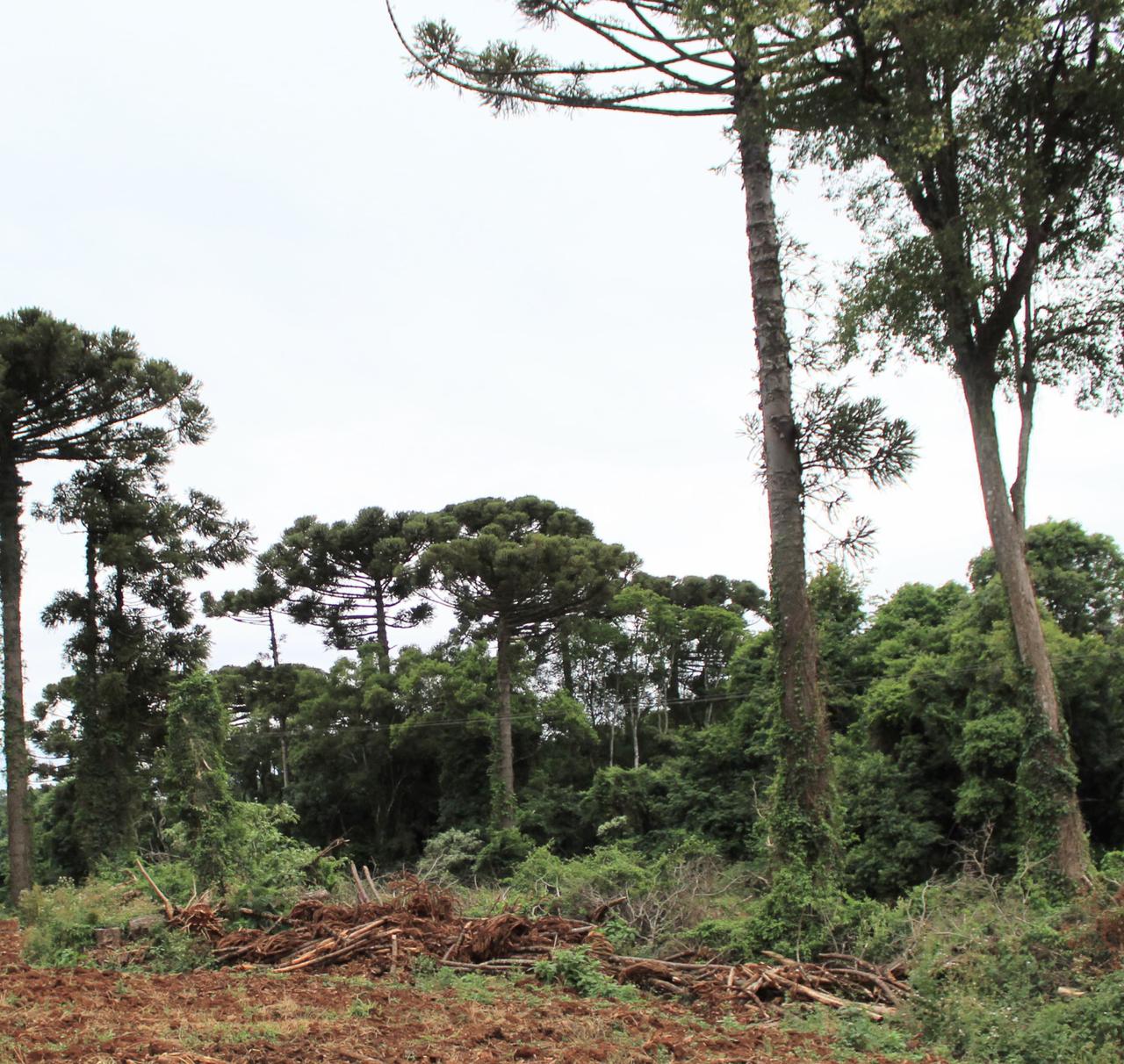 Brigada Militar, através do 3ºBABM flagra destruição de vegetação e apreende madeira ilegal no interior Passo Fundo