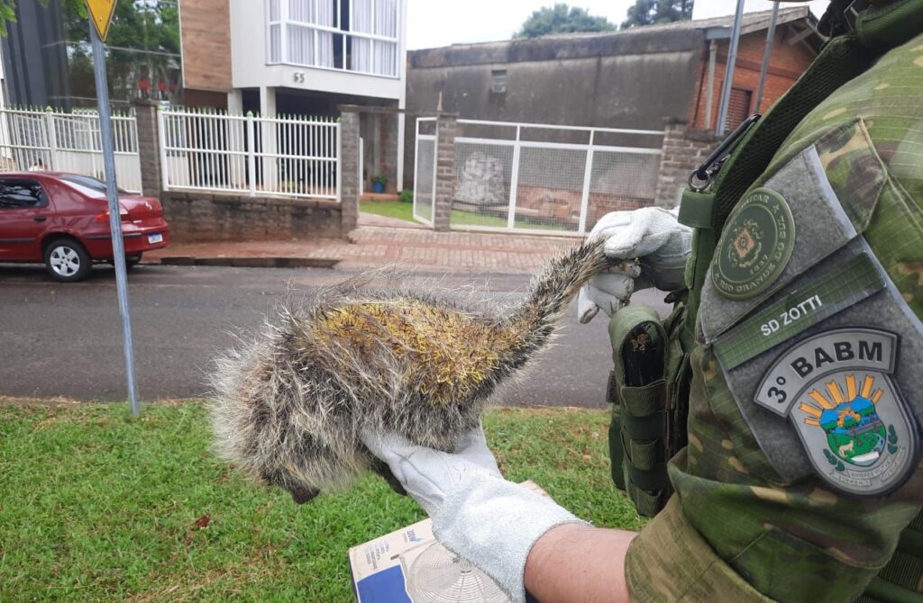 Brigada Militar resgata um Ouriço-cacheiro em Passo Fundo