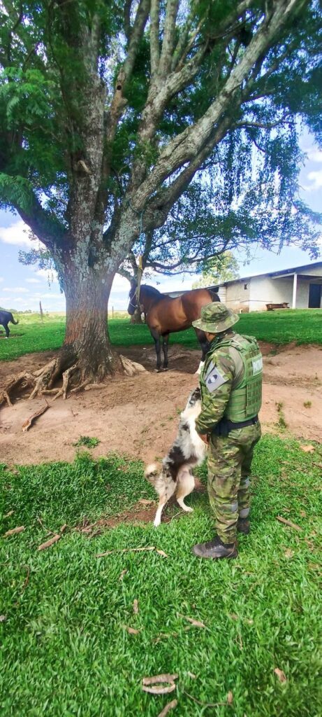 A Brigada Militar, através do 3° Batalhão Ambiental (BABM), flagrou, nesta quinta-feira (26/12), crime de maus-tratos a equinos