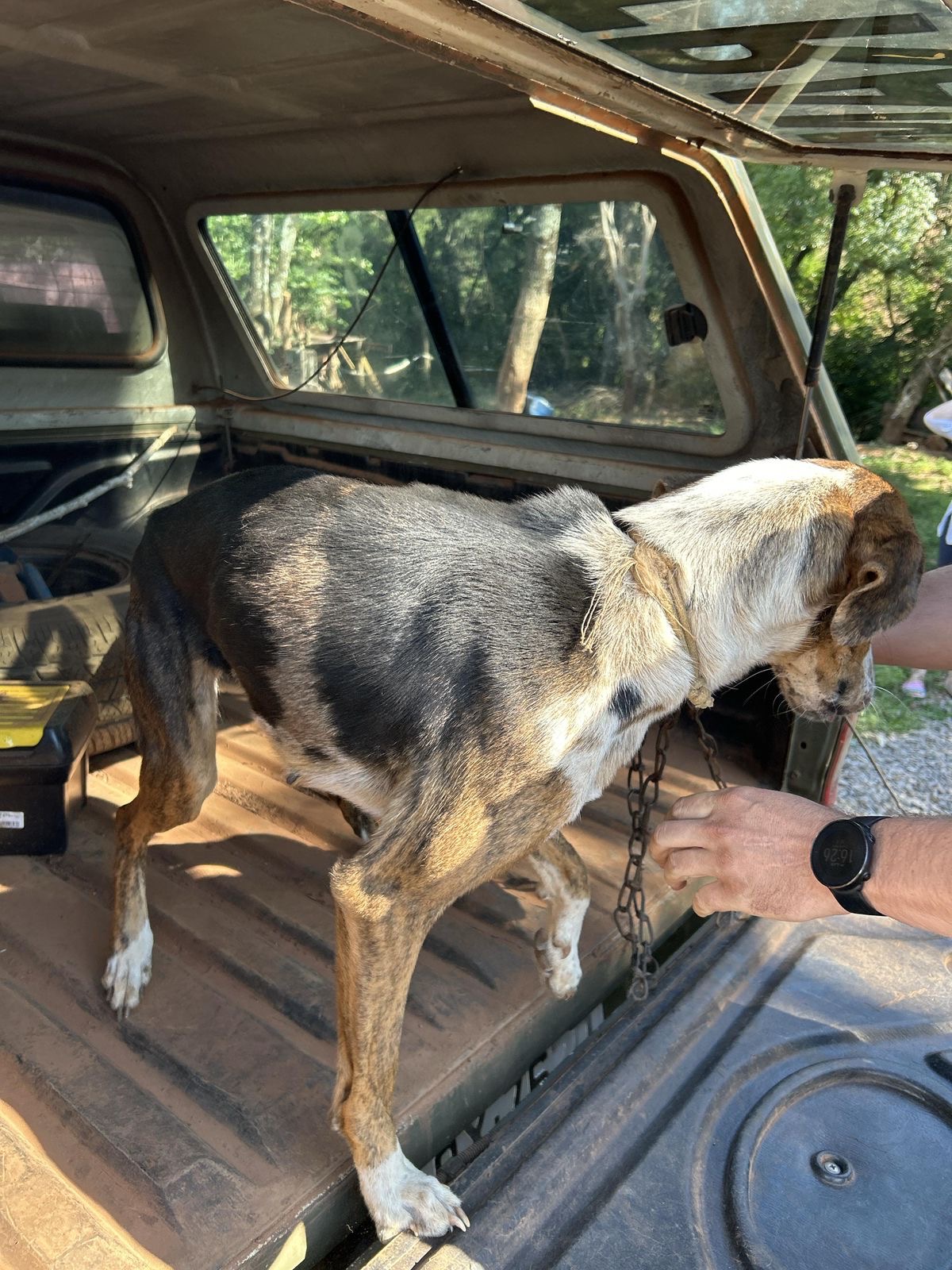 Brigada Militar, através do 3º BABM, prendeu um homem por crime de maus-tratos a cães , no município de Nicolau Vergueiro