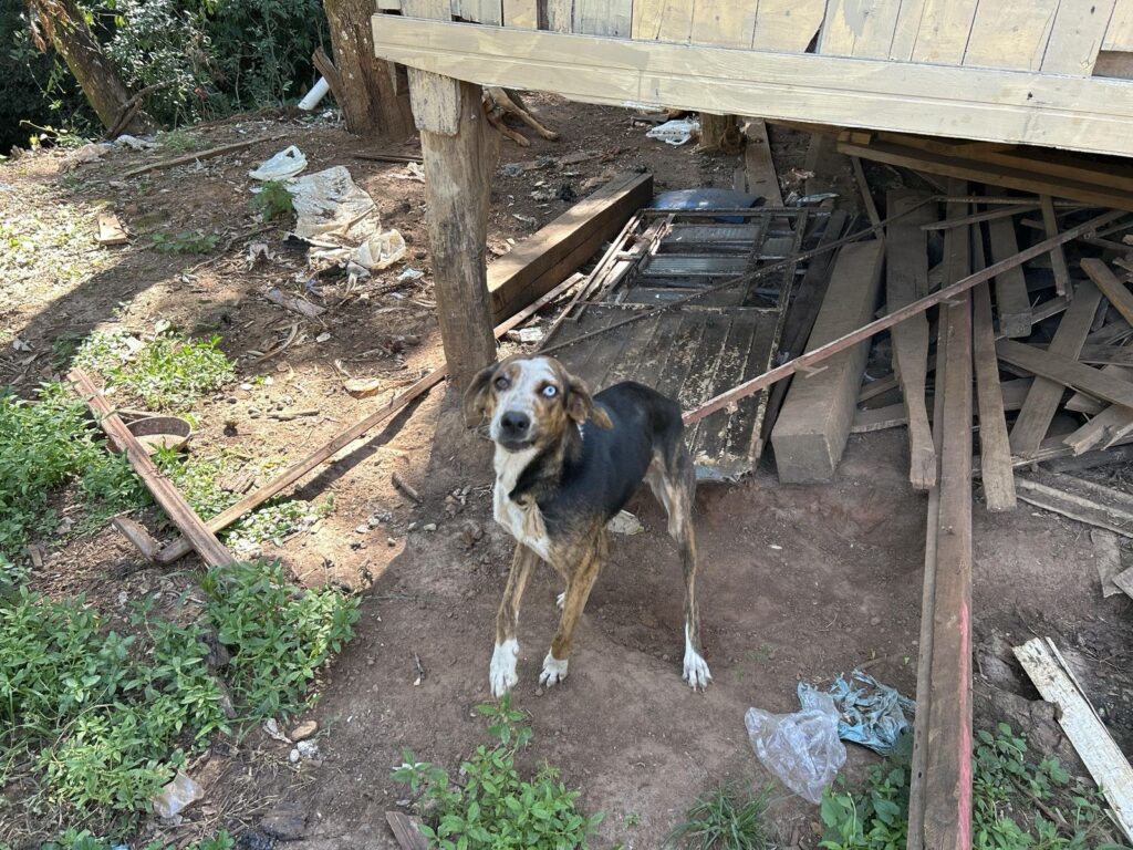 Brigada Militar, através do 3º BABM, prendeu um homem por crime de maus-tratos a cães , no município de Nicolau Vergueiro