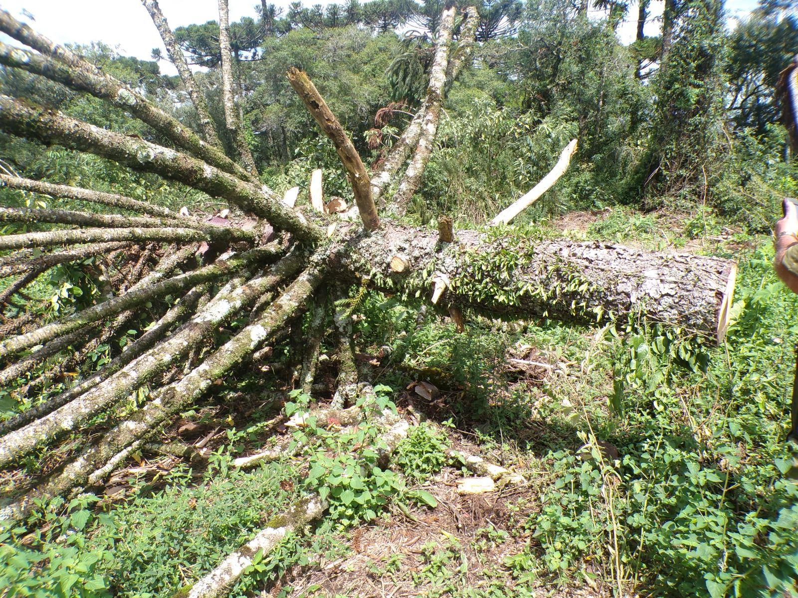 Brigada Militar, por meio do 3º Batalhão Ambiental (BABM), flagrou, nesta quinta-feira (27/02), o corte de Araucárias