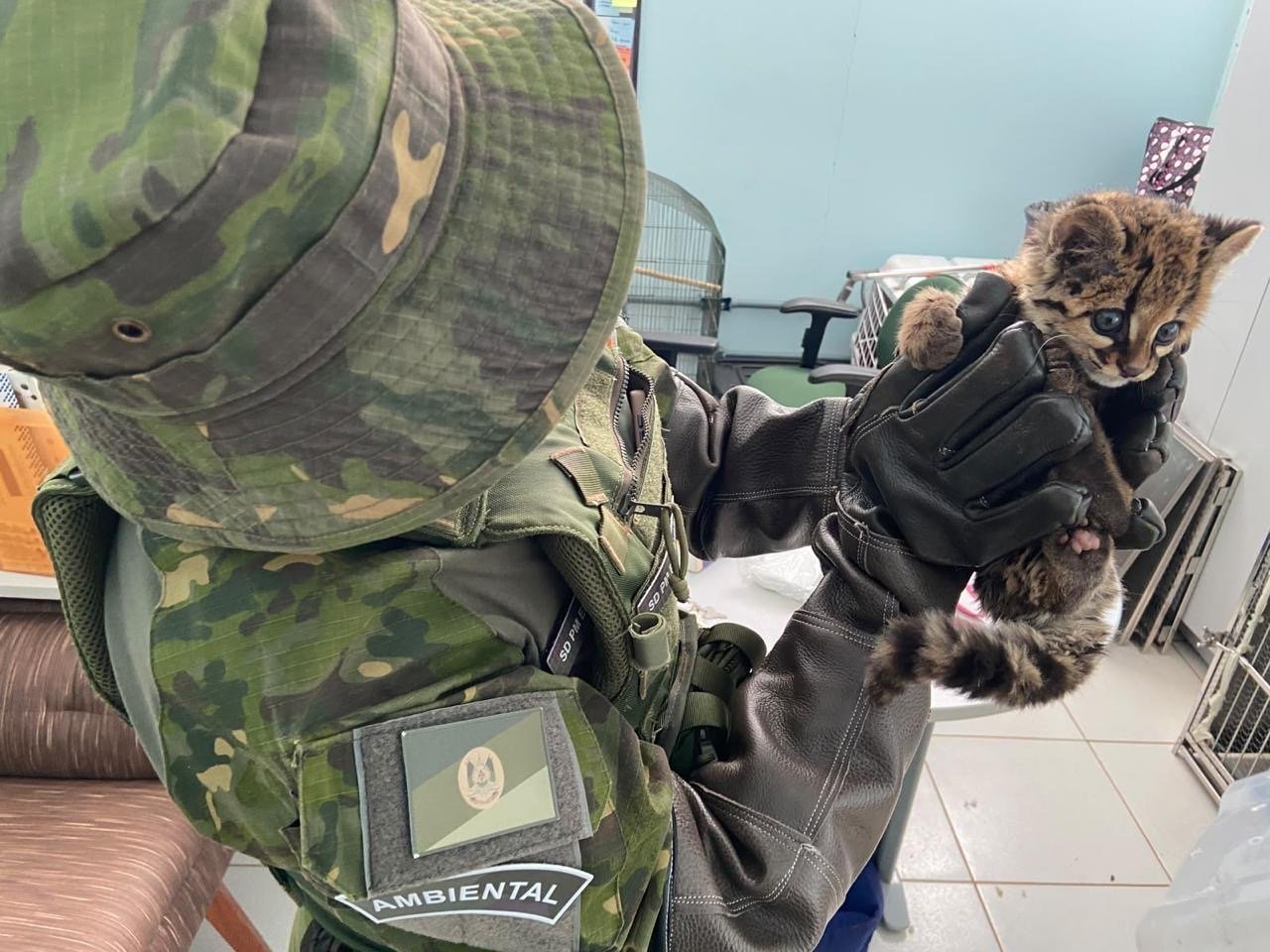 Filhote de jaguatirica foi resgatado após ser encontrado sozinho em Ametista do Sul.