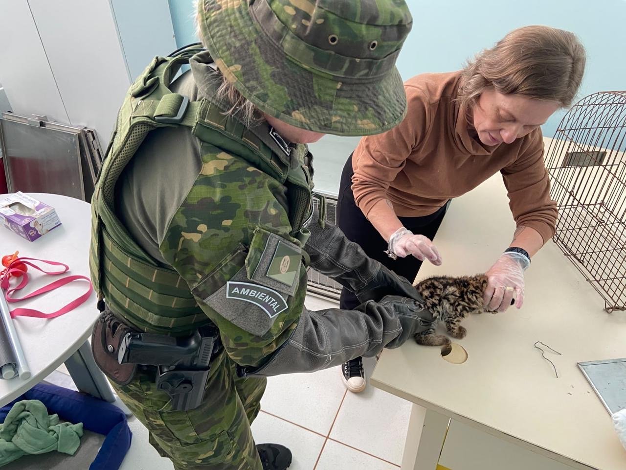 Filhote de jaguatirica foi resgatado após ser encontrado sozinho em Ametista do Sul.